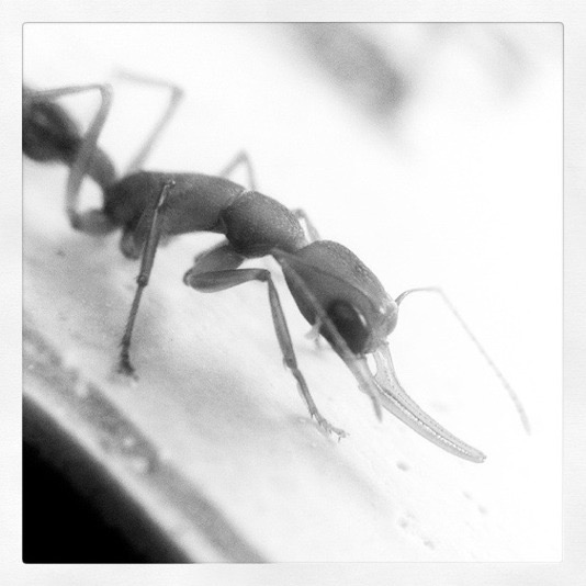 Harpegnathos iphone macrophotography